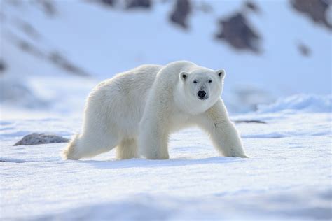 20 Amazing Animals In The Tundra Facts And Photos Outforia Chia Sẻ