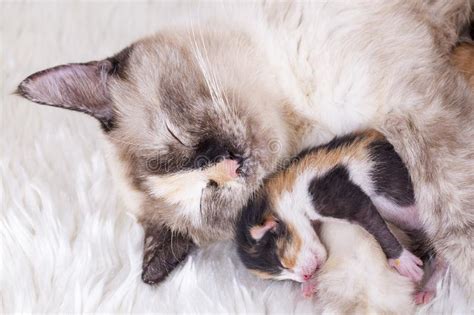 Cute Kitten Cat And Mother Cat Stock Image Image Of Mother Newborn