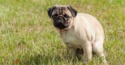 Dog Pooping Blood Causes And Treatment