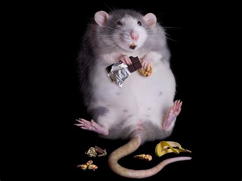 Gray Mouse Eating Chocolate And Cookie Hd Wallpaper Wallpaper Flare