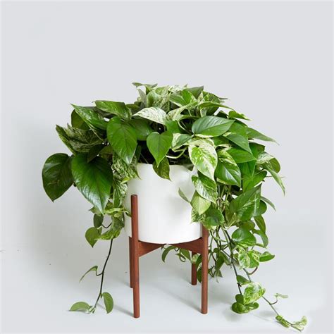 The dearhouse artificial ivy leaf plants have 7 feet strands and are in a garland that measures 84. Marble Queen Pothos | Best indoor plants, Air cleaning ...