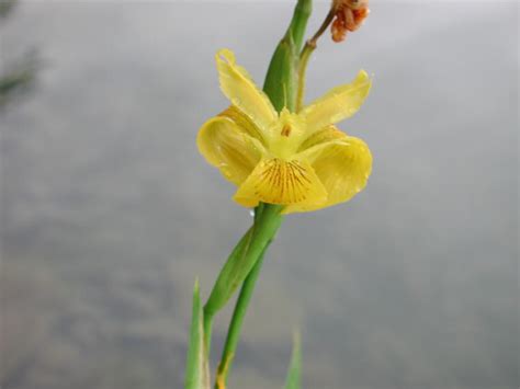 Yellow Iris Or Yellow Flag Iris Iris Pseudacorus 27 Wild Flowers