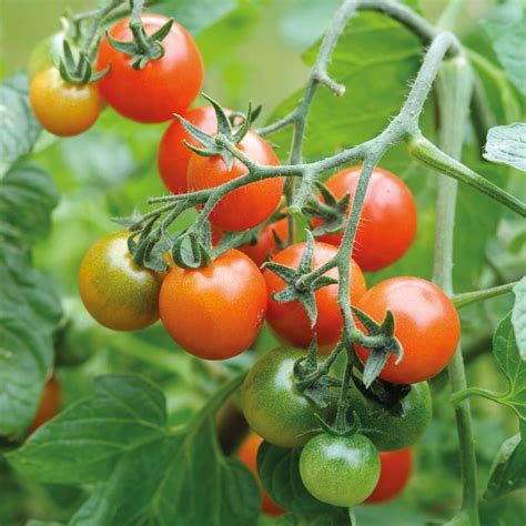 Tomato Blight Blight Resistant Tomato Varieties