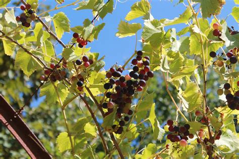 Free Images Tree Nature Branch Grape Vine Vineyard White Fruit