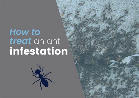 pesafrica how to treat ant infestation