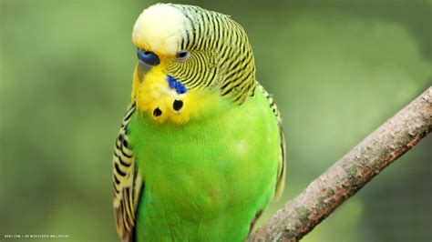 Parakeet Budgie Parrot Bird Tropical 4 Wallpapers Hd Desktop And