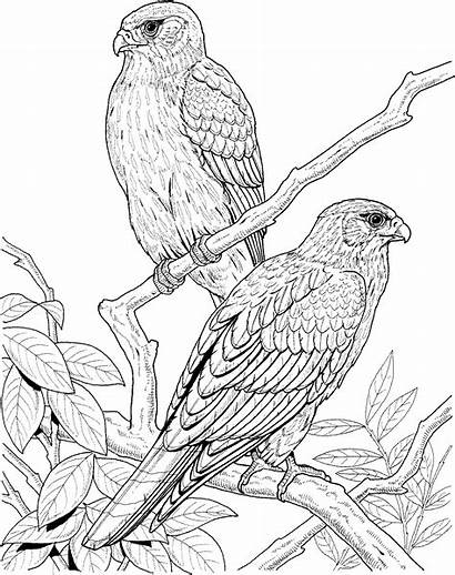 Coloring Pages Bird Falcon Tree Animal Birds