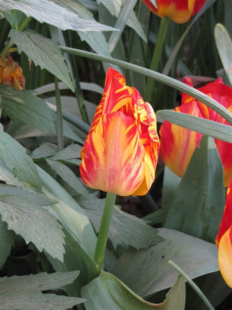 Golden Standard Tulip · George Washingtons Mount Vernon