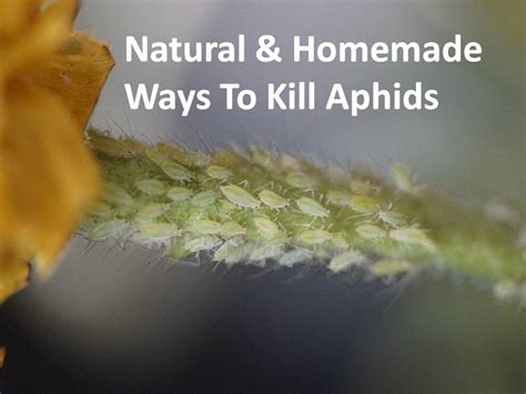 However, it is a true circumstance in which they herd and care for aphids in order to keep a much loved food in constant supply. Natural & Homemade Ways To Kill Aphids — Kitchen Home Gardener