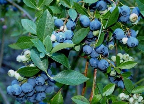 Grow A Blueberry Shrub In Your Garden