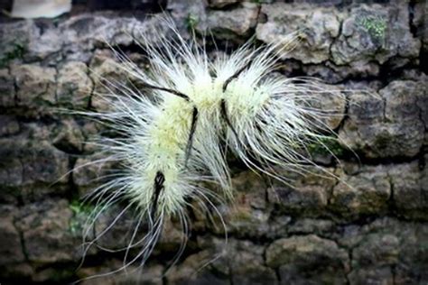This Fuzzy Cute Caterpillar Can Literally Poison You Heres What You