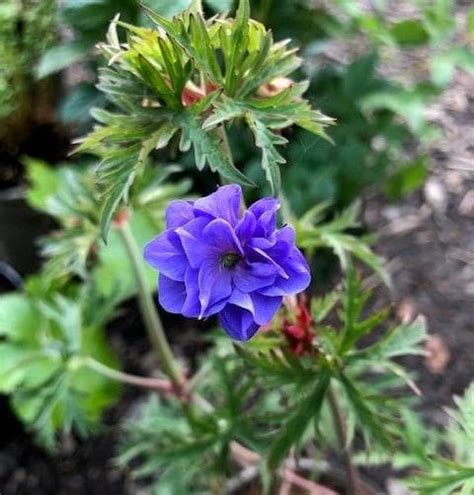 Geranium Pratense ‘azure Skies Penlan Perennials Nursery