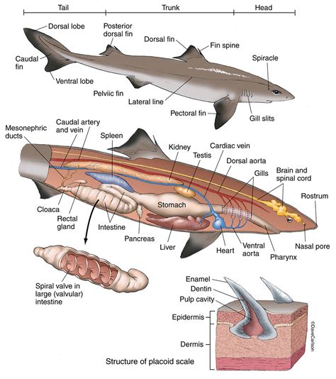 Anatomy Of A Shark Anatomy Book