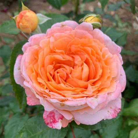 Buy Lisa Rose Bush Trevor White Roses Specialist Old Rose Grower