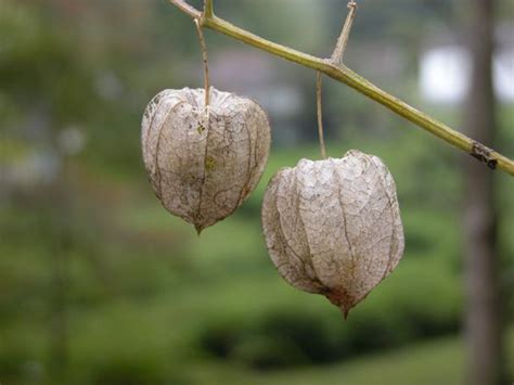 A look at the tuberous begonias that i am growing from seed and from tubers. Clammy Ground Cherry seed pods look a lot like little ...