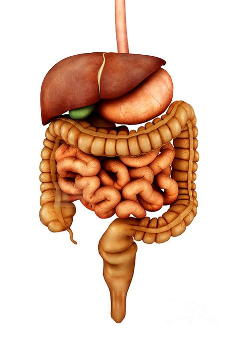 The digestive system involves organs that turn food into energy and eliminate waste. Anatomy Of Human Digestive System Digital Art by Stocktrek ...