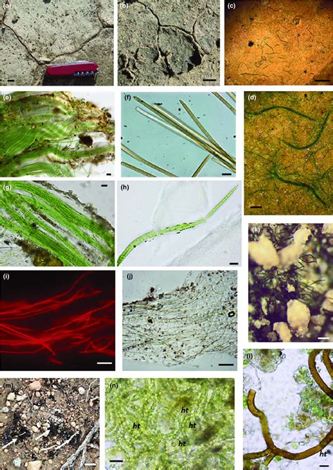 Macroscopic And Microscopic Characteristics Of The Biocrusts Studied