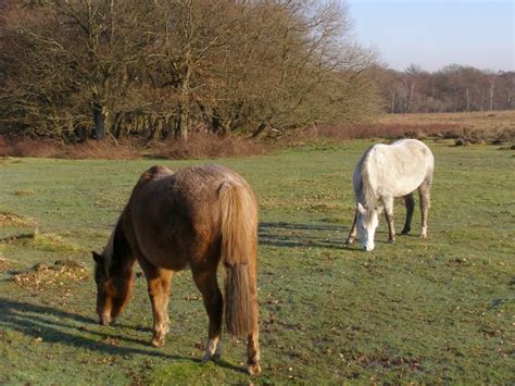 Ponies On White Moor New Forest © Jim Champion Geograph Britain And