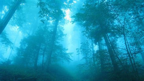 Fondos De Pantalla Bosque Azul Niebla árboles Amanecer 2560x1600 Hd