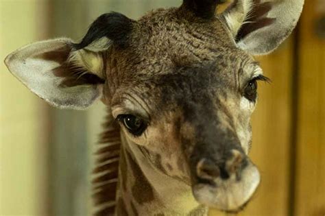 Disney Shares News Of Baby Giraffe On Premiere Day Of The ‘magic Of