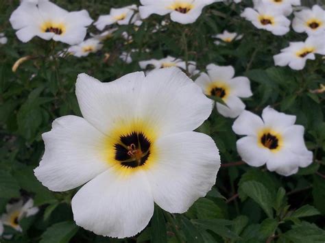 White Flower With 5 Petals With Black And Yellow Center Is This A