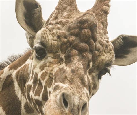 How Long Is Too Long For Eyelashes Giraffe Neck Cute Giraffe Giraffe
