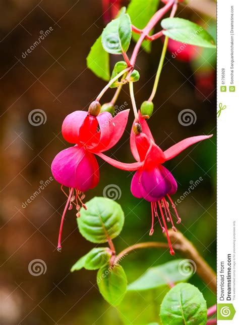 Fuchsia Flower Stock Photo Image Of Color Drawing Blossom 61795928