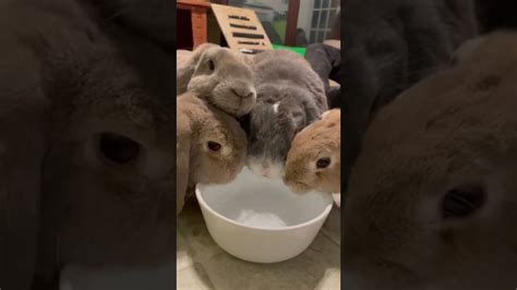 Bunnies Drink From Water Bowl Together Viralhog Youtube