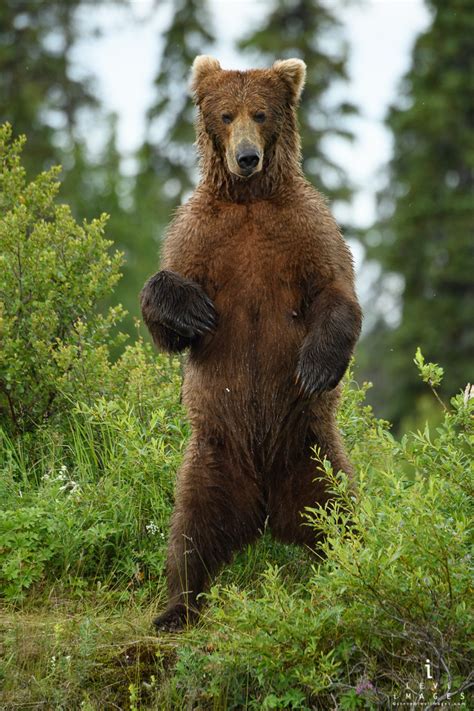 Brown Bear Ursus Arctos Sow Standing Vertical Katmai Alaska