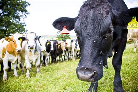 Free Images Field Farm Meadow Rural Herd Pasture Grazing