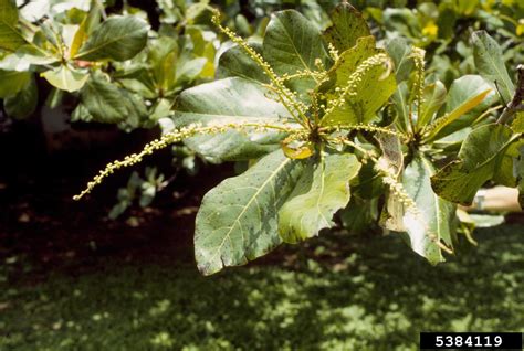 Tropical Almond Terminalia Catappa