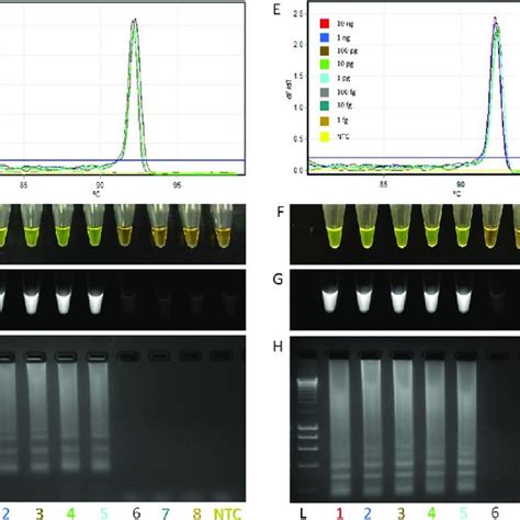 Determination Of Lamp Assays Limit Of Detection Using 10 Fold Serially