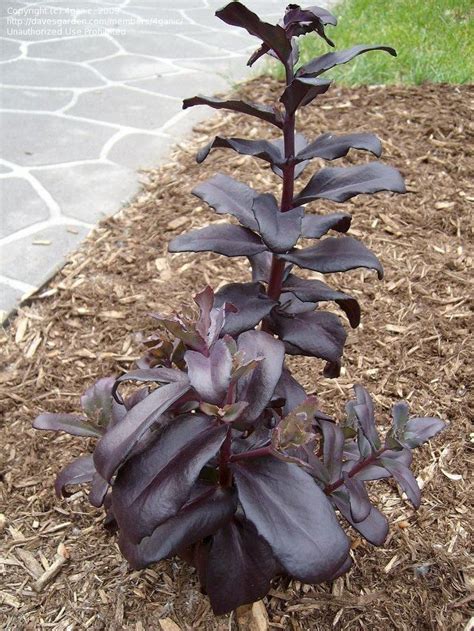 Plant Identification Purple Leaf Succulent 1 By 4ganic