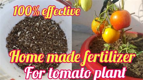 Fertilizer For Tomato Plant How To Feed Tomato Plant By Kf Gardening