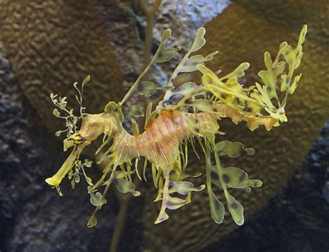 Leafy Sea Dragons Facts Fun Facts You Need To Know