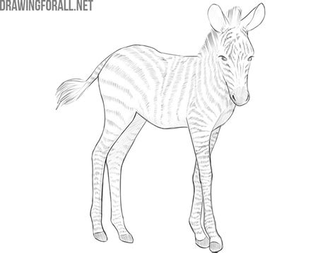 How To Draw A Realistic Zebra