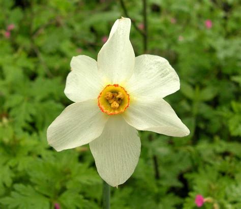 I fiori, bianchi, sono molto profumati, le foglie piccole e sempreverdi. Fiori Bianchi Con Centro Giallo : Ipastock - Leucanthemum ...