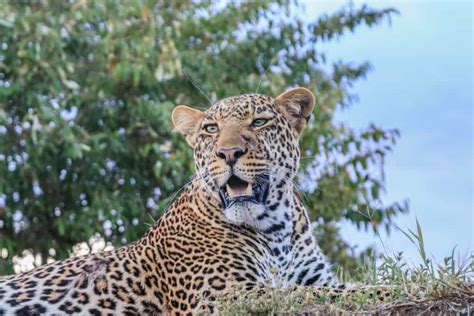The Big Five Animals What To Spot On Safari