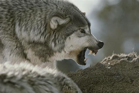 White Wolf 10 Pictures Of Growling Wolves That Will Awaken Your Alpha