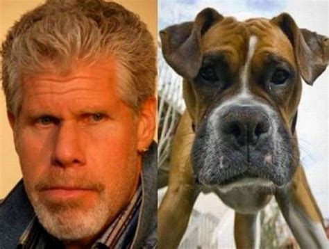 The 15 Most Hilarious Dog And Celebrity Doppelgangers Funny Animal