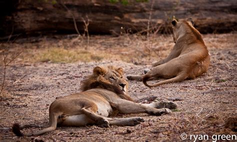 Picture Of The Day The Maned Lioness