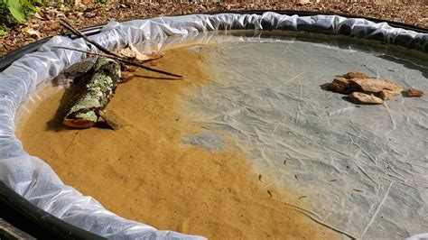 Effective ways to kill mosquitoes. Mosquito Fish Breeding Pond Phase 1: basics - YouTube