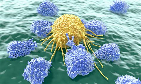 Natural Killer Cells Looking Good For Cancer Therapy