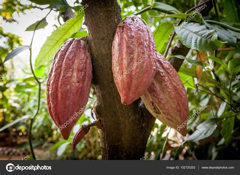 A visit to the cocoa page 2. Cacao Tree (Theobroma cacao). Organic cocoa fruit pods in ...