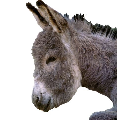 Donkey Png Pic Png Mart