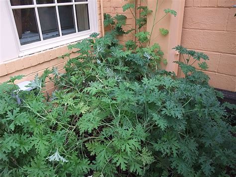 Garden Myth ~ Citronella Geranium Vs 5 Easy To Grow Mosquito Repelling