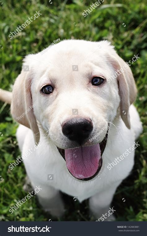 English Cream Labrador Retriever Golden Retriever Stock ...