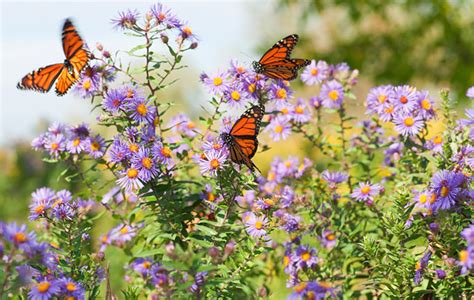 Lawn And Garden Feature How To Create A Butterfly Garden