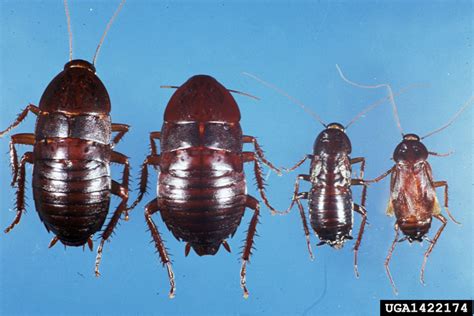 Oriental Cockroach Blatta Orientalis