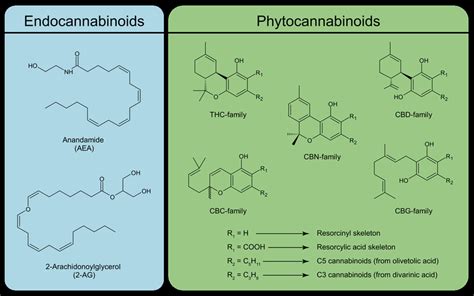 Structures Of Endocannabinoids And Major Phytocannabinoids Present In